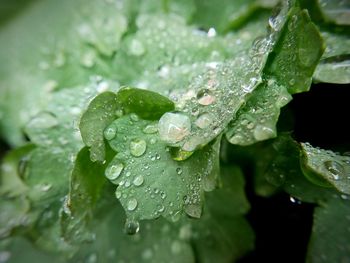 Close-up of water drops on leaf