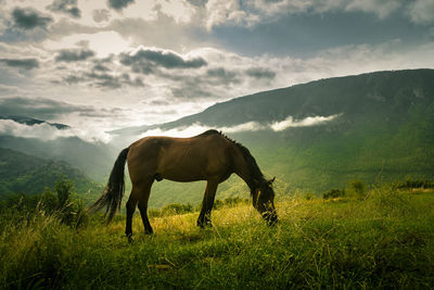 Horse grazing in a field