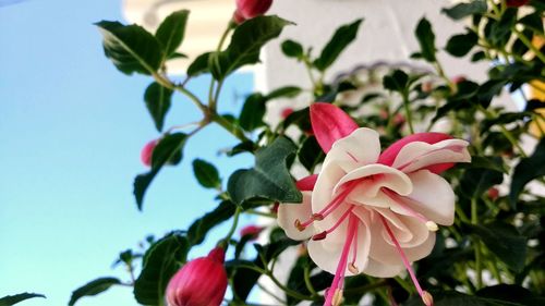 Close-up of pink flowers blooming outdoors