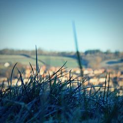 Plants growing on field