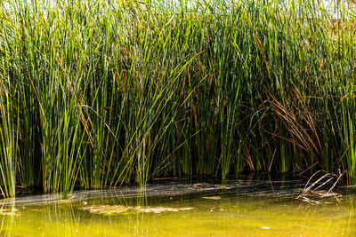 Scenic view of lake