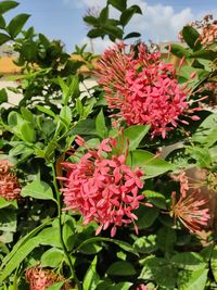 Close-up of pink flowering plants