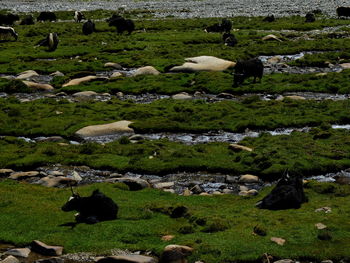 View of sheep in pasture