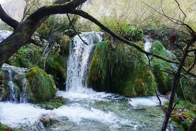 Scenic view of waterfall in forest