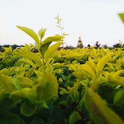 Close-up of yellow flowers blooming on field