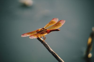 Close-up of grasshopper on plant during autumn