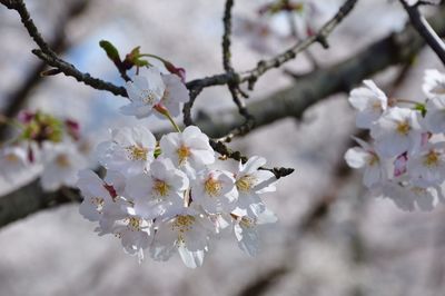 Close-up of white cherry blossom tree