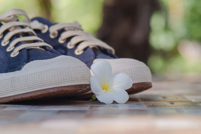 Close-up of white flower on table