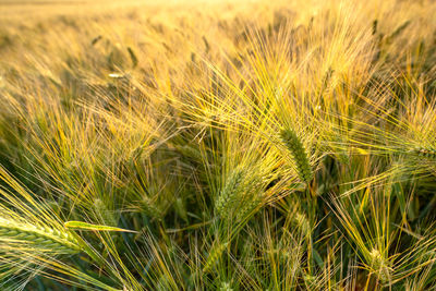 Close-up of wheat growing on field