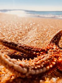 Close-up of chocolate on beach