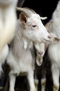 White goats