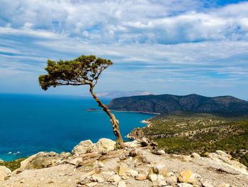 Tree growing on rocks by sea against sky