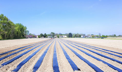 Asparagus field covered with plastic against sky