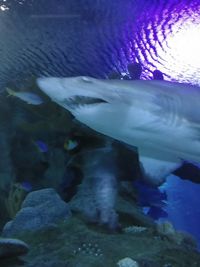 Close-up of fish swimming underwater