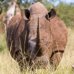 Close-up portrait of lizard on grass