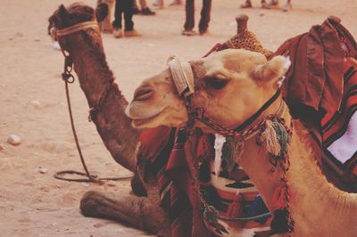 Close-up of camels sitting on sand