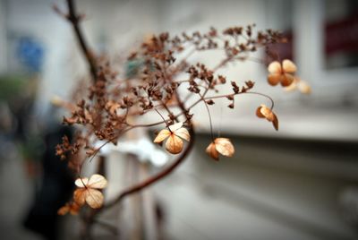 Close-up of white flowering plant