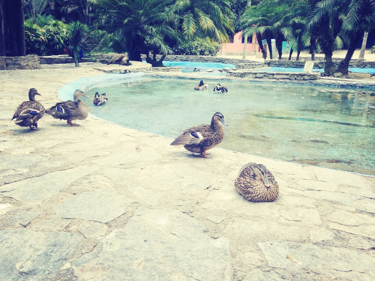 beach, animal themes, sand, leisure activity, lifestyles, bird, tree, full length, men, water, animals in the wild, togetherness, shore, nature, day, wildlife, sunlight, relaxation, sitting