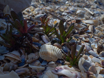 Close-up of seashell