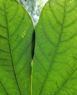 Full frame shot of green leaves