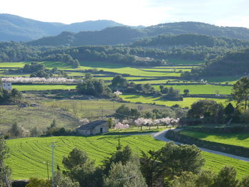 High angle view of vineyard