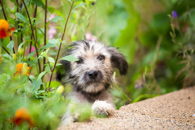 Portrait of dog with flower