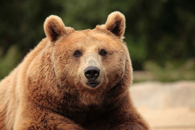 Close-up portrait of brown bear