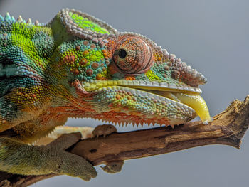 Close-up of lizard on tree