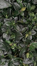 Full frame shot of leaves