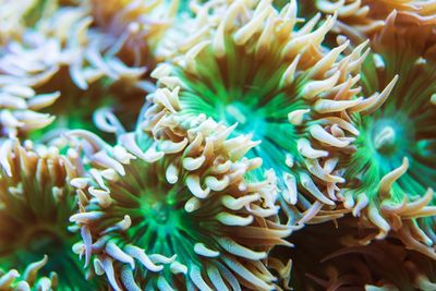 Close-up of coral in sea