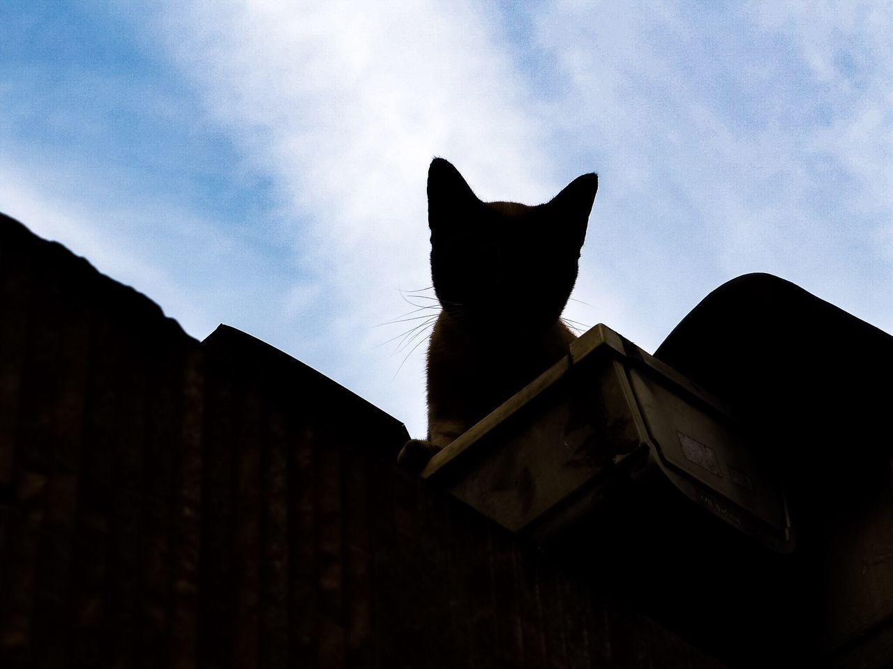 LOW ANGLE VIEW OF A CAT LOOKING AT BUILDING