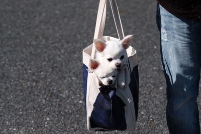 Midsection of person carrying puppies in bag while walking on road