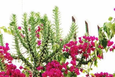 Close-up of pink flowers blooming against sky