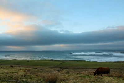 Horses on a field against sky