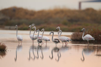 Flock of birds in lake