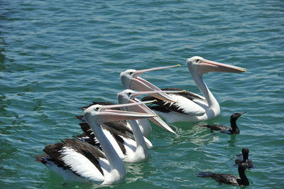 Birds flying over lake