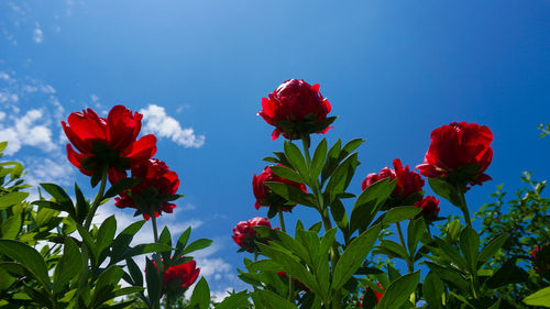 Close-up of red flowering plant against blue sky