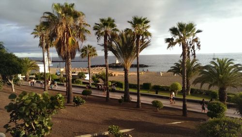 Palm trees by swimming pool at beach against sky