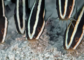 Close-up of fish swimming in sea