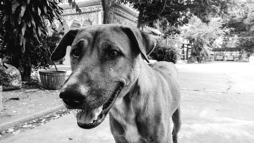 Close-up of dog looking away