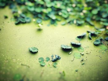 High angle view of leaves on ground