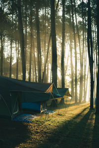 Boat in forest