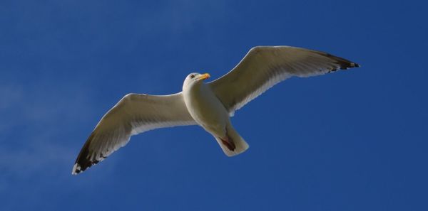 Low angle view of seagull flying against clear blue sky