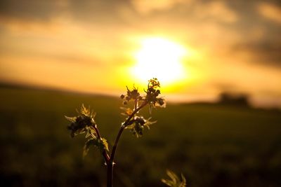 Close-up of plant against sky at sunset