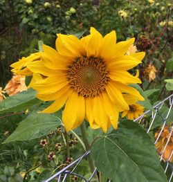 Close-up of yellow sunflower blooming on field