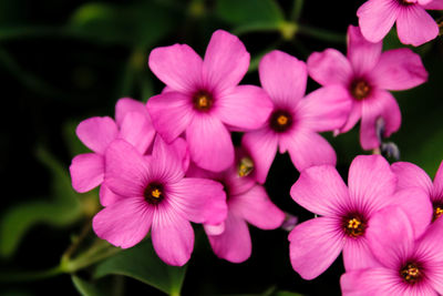 Close-up of pink flowering plants in park