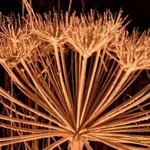 Full frame shot of plants at night
