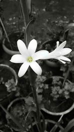 Close-up of white flower