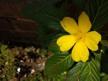 Close-up of yellow flowering plant