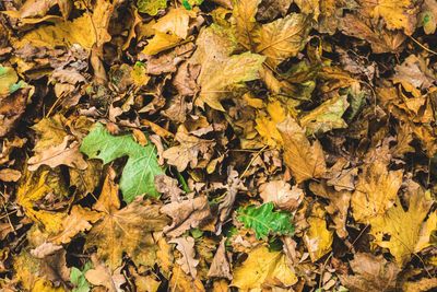 High angle view of dry leaves on field